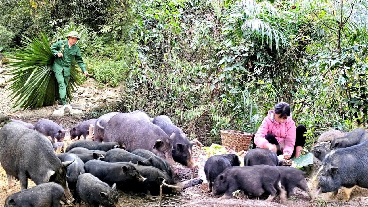 Phuong Vy took care of the pigs while her father went to collect palm leaves to build a pigsty.