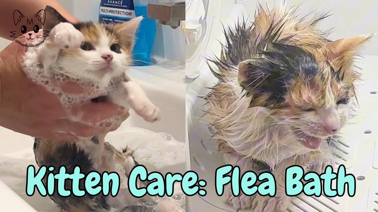 How I Got Rid of Fleas on My Rescue Kitten