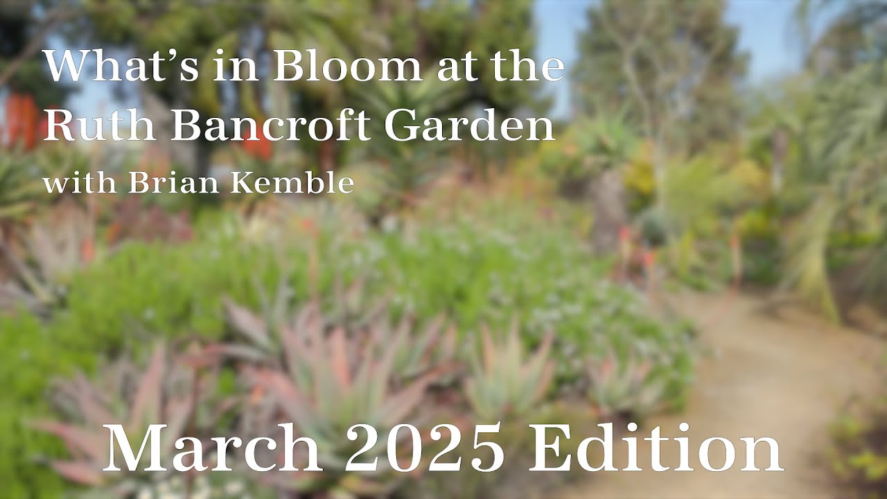 What's in Bloom at The Ruth Bancroft Garden  (March 2025)