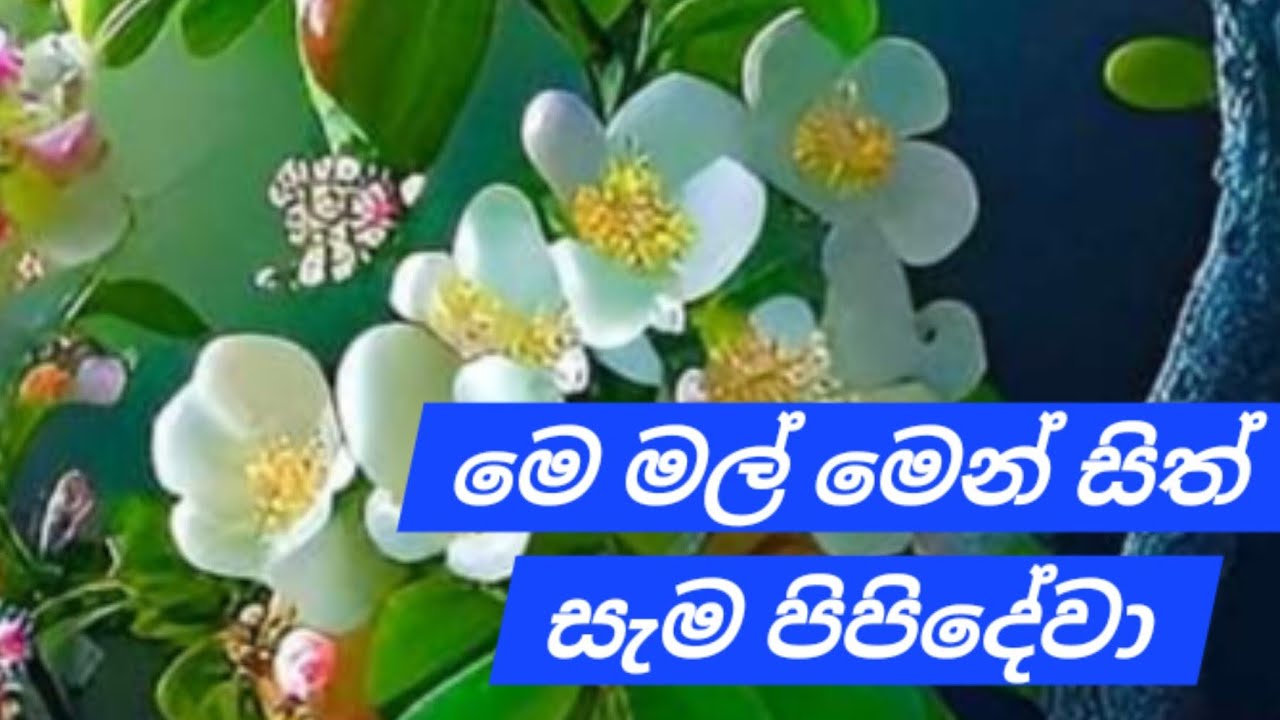 ආයමක් අවා  හැමොටම ආයුබෝවන් 🙏🙏