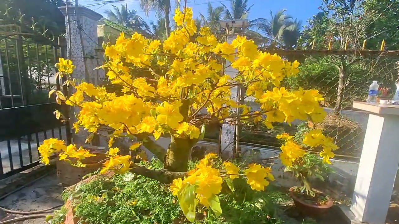 Ngắm hoa  mai bông bự