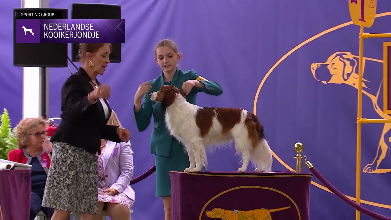 Nederlandse Kooikerhondjes | Breed Judging 2024