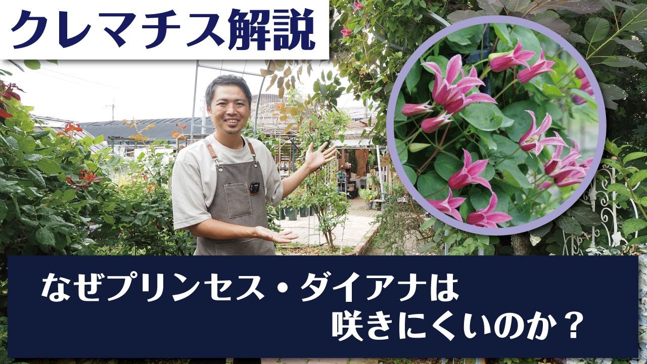 プリンセス・ダイアナがなかなか咲かない理由を解説します！