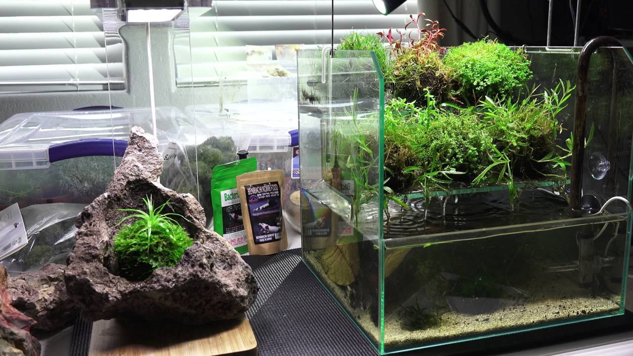 Do!Aqua Waterfall | Wabi Kusa Shrimp Tank | 2016 June | Maintenance 4K