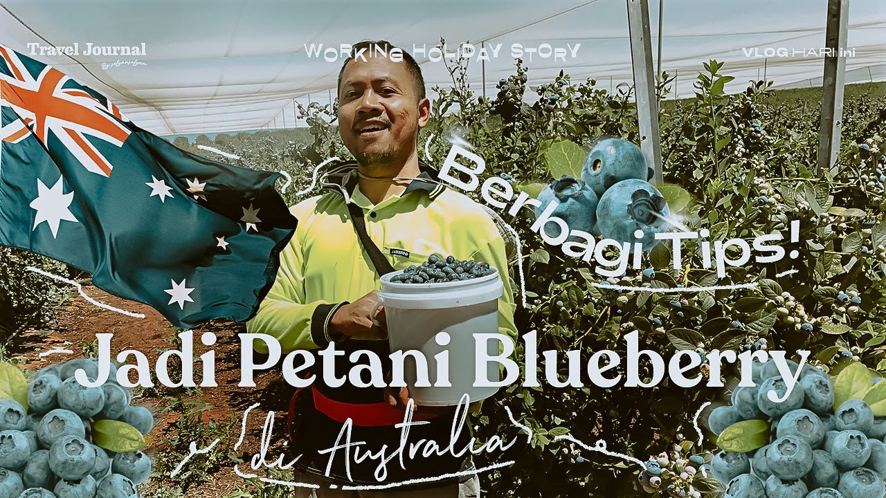 Tips persiapan, sebelum kerja farm di Australia + sharing pendapatan/gaji petik Blueberry.
