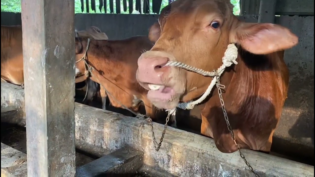 CARA PENYIMPANAN SINGKONG BERACUN YANG SUDAH HILANG RACUNNYA,TAHAN SAMPAI BERBULAN BULAN(FULL VIDEO)