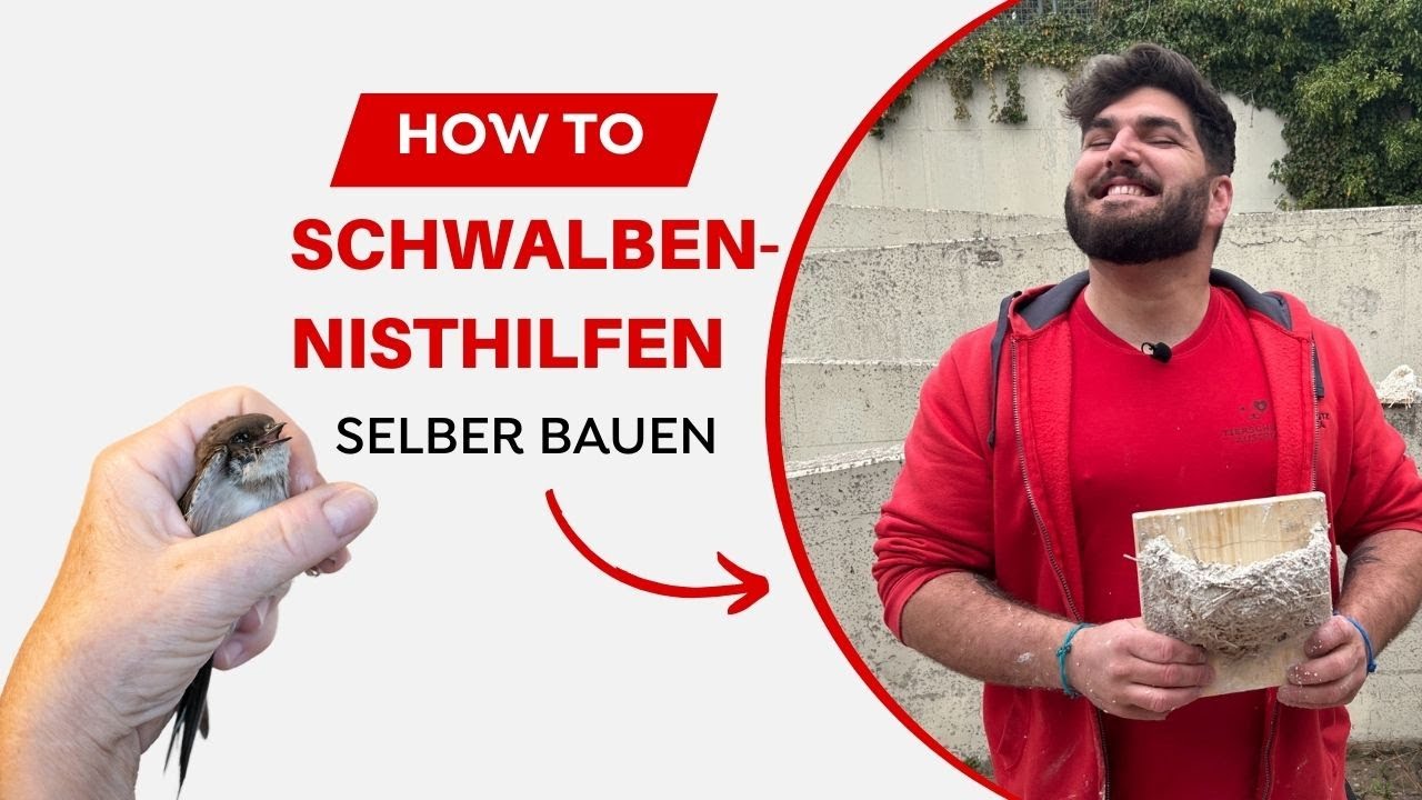 Schwalben retten: Nisthilfe einfach selber bauen