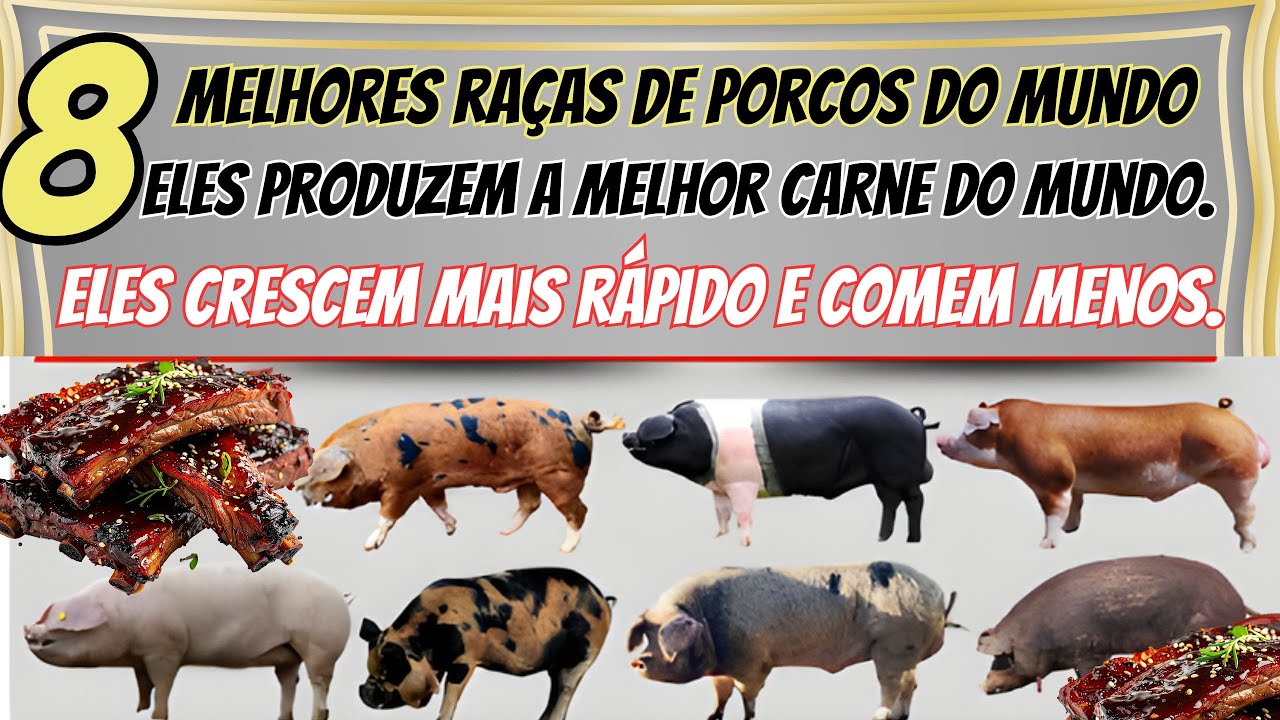 8 raças de suínos produtores de carne que crescem rapidamente e geram mais lucro em todo o mundo..