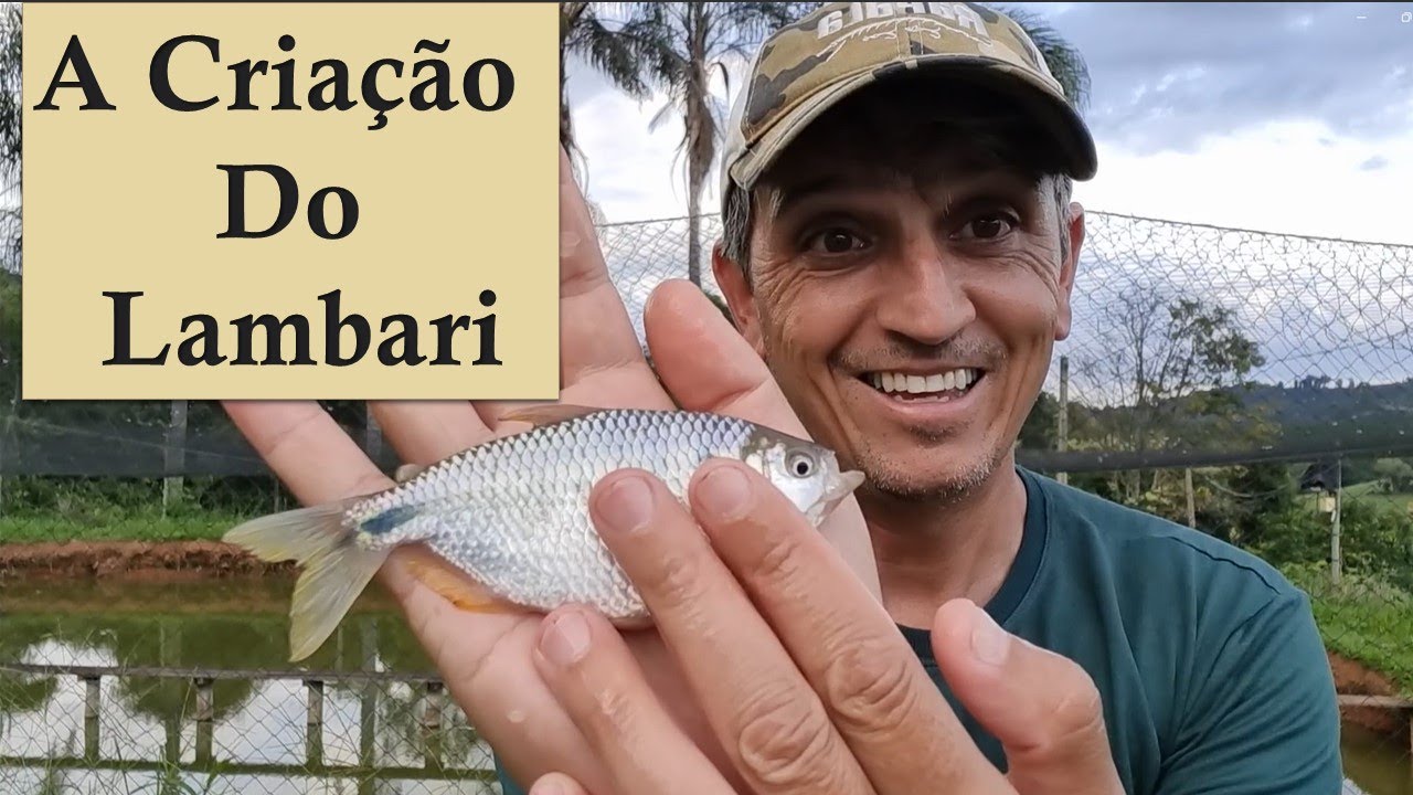A Cria&ccedil;&atilde;o do lambari!!