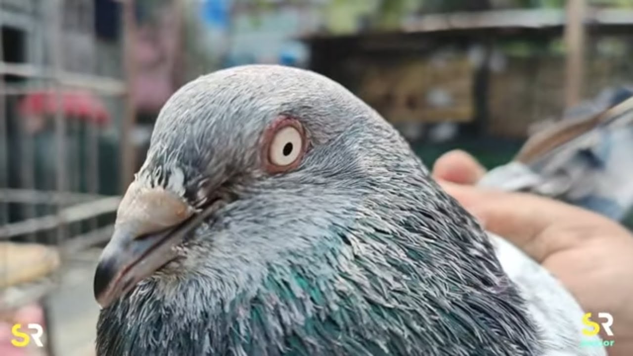 আমাদের রাব্বানী কবুতর 🐦 গুলো কেমন ?