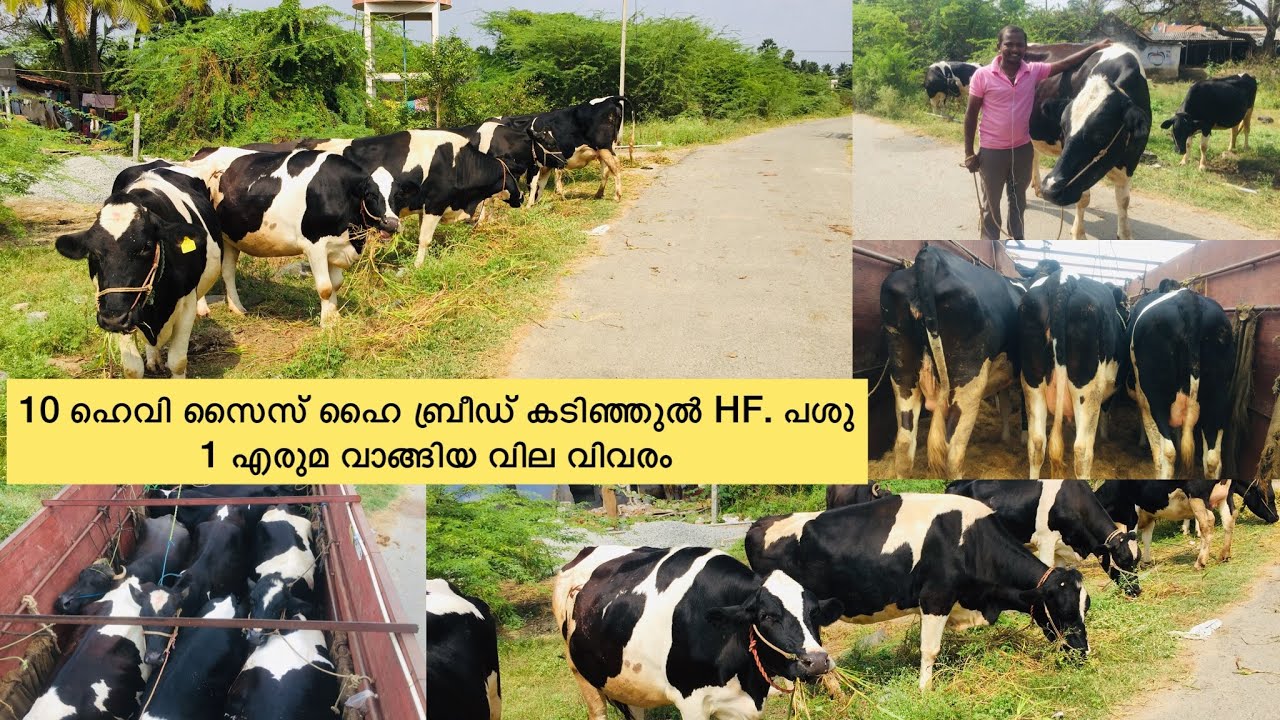 പുതിയ ഫാമിലേക് തമിഴ്നാട് സേലം കുടികളിൽ  നിന്ന് വാങ്ങിയ  10 പശു 1 എരുമ  ഫുൾ വീഡിയോ വില സഹിതം