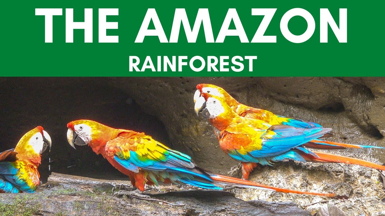 The Amazon Jungle - Before It Is All Gone | A nature documentary  (anaconda, sloth, giant otter)