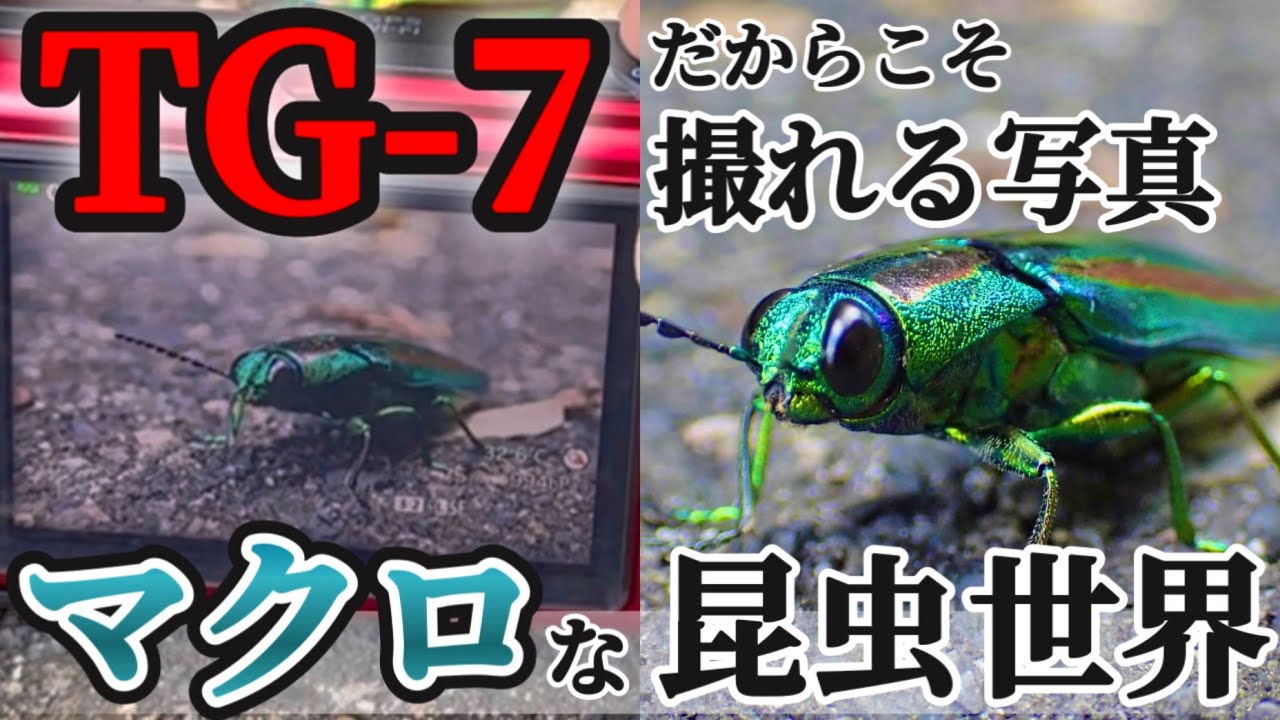 【OM SYSTEM TG-7】カメラを持って田舎を散歩！昆虫や風景をコイツで撮る！