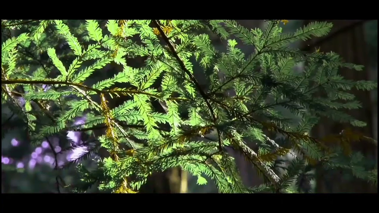 Anjaana - Soulful Tracks Only [Official Video]