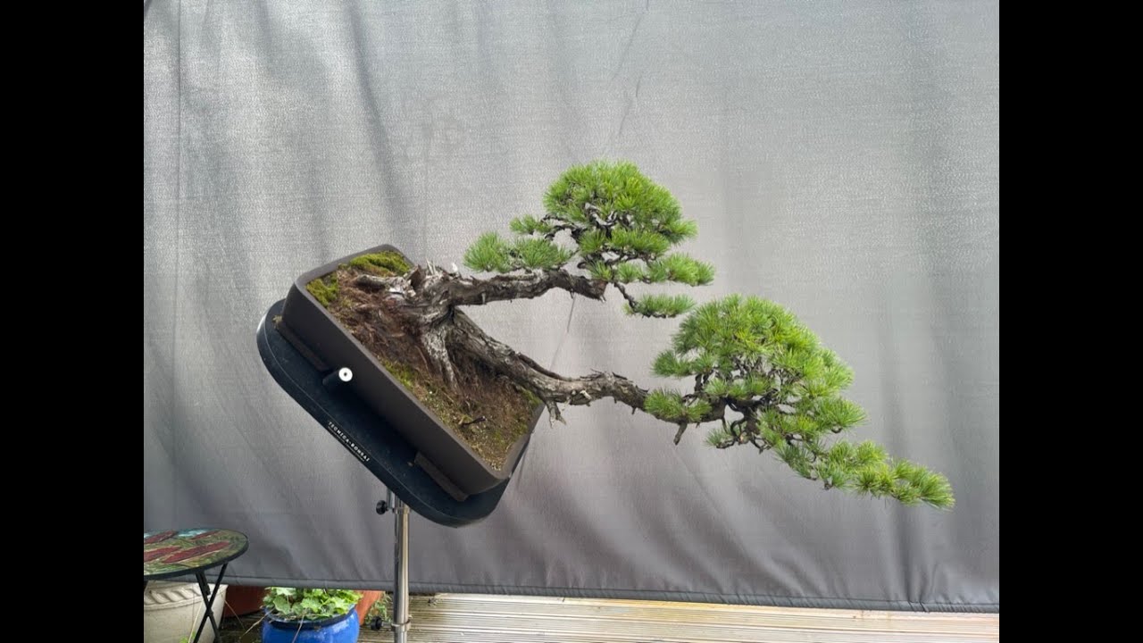 Twin Trunk White Pine Styling