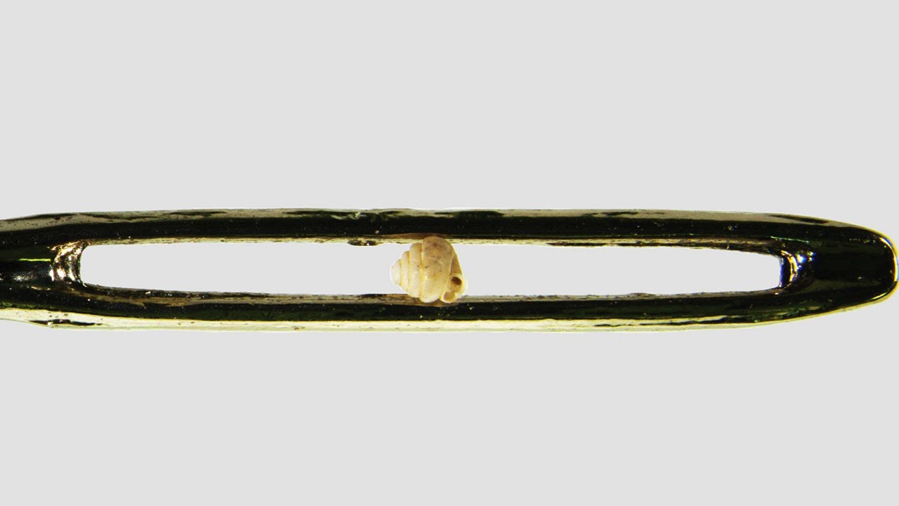 Angustopila dominikae - World's smallest land snail