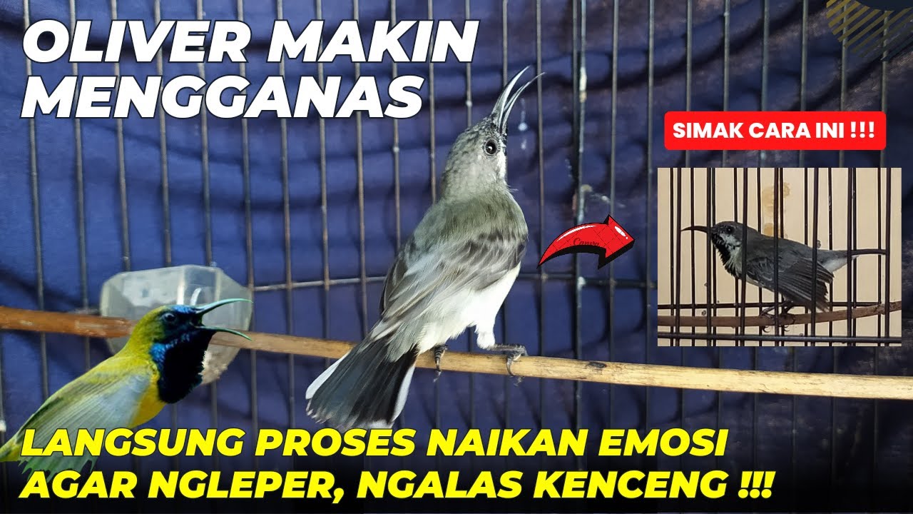 2 CARA NAIKAN EMOSI SOGON❗MAKIN KENCENG & CEPAT NGLEPER❗