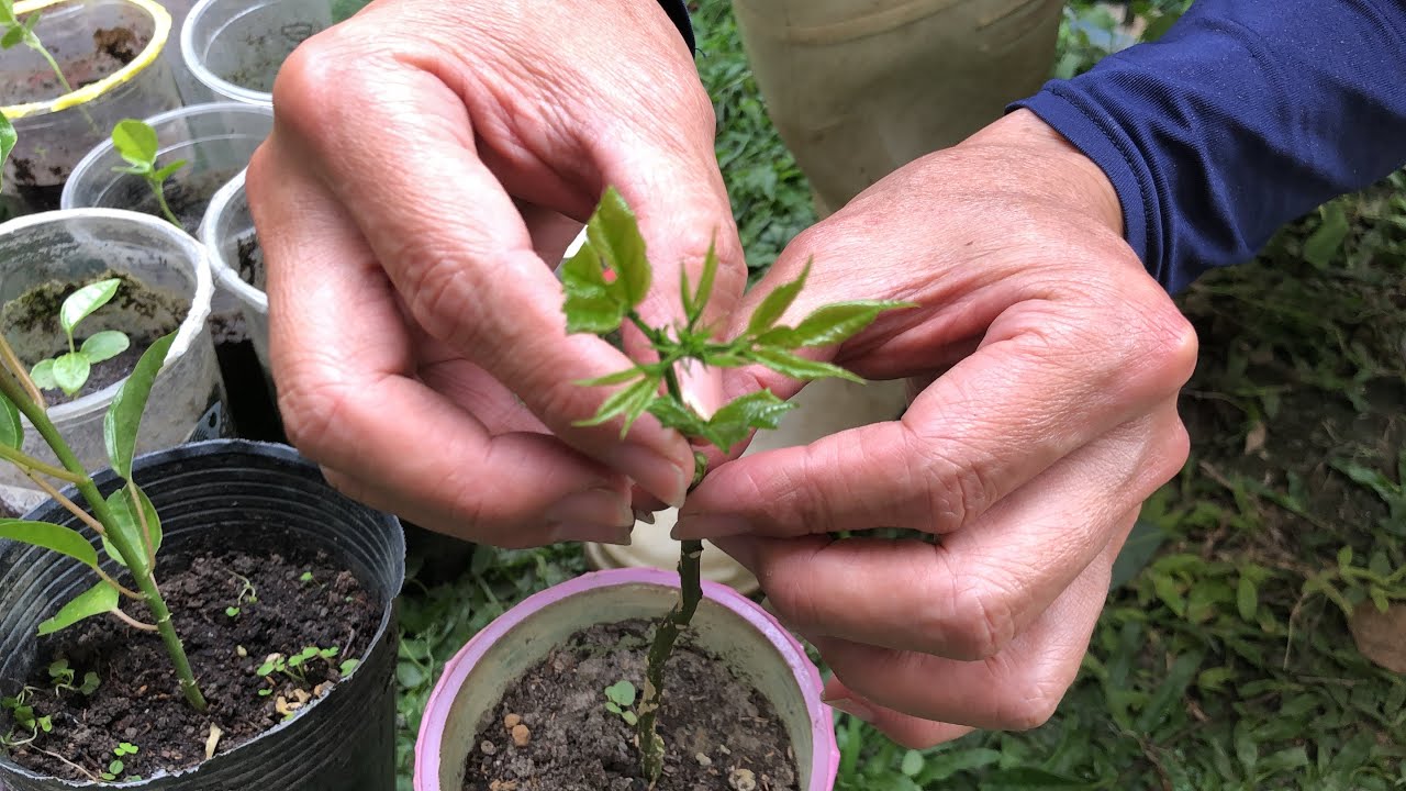 觀察若敏銳，四處都是嫁接「材料」，「百香果」今年備妥了！