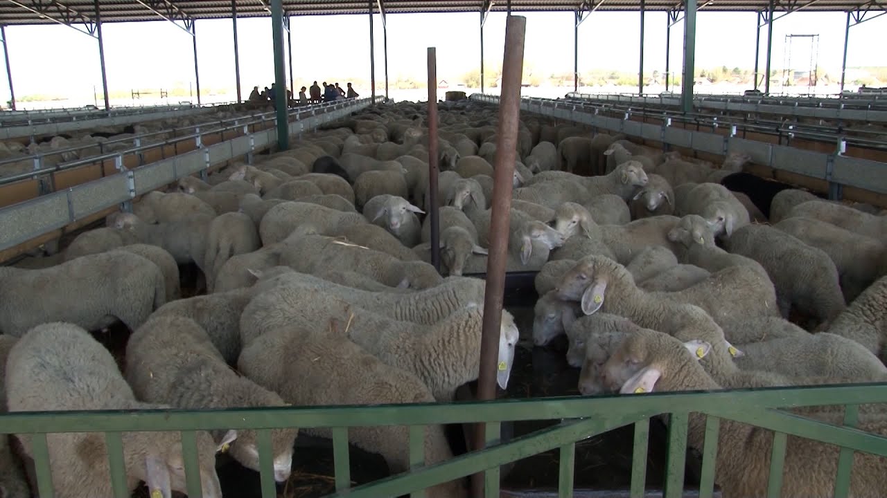 Čaba Boršoš iz Adorjana o stanju u ovčarstvu