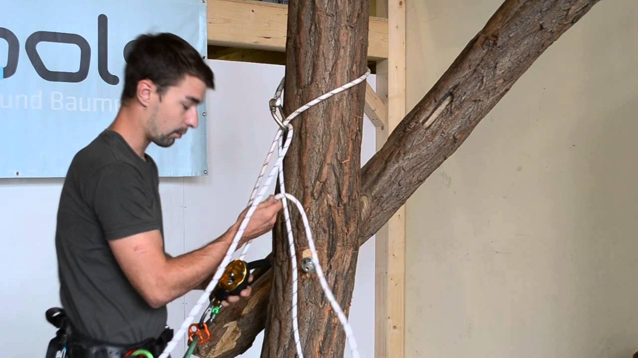 Stammfällsicherung / Hansesicherung