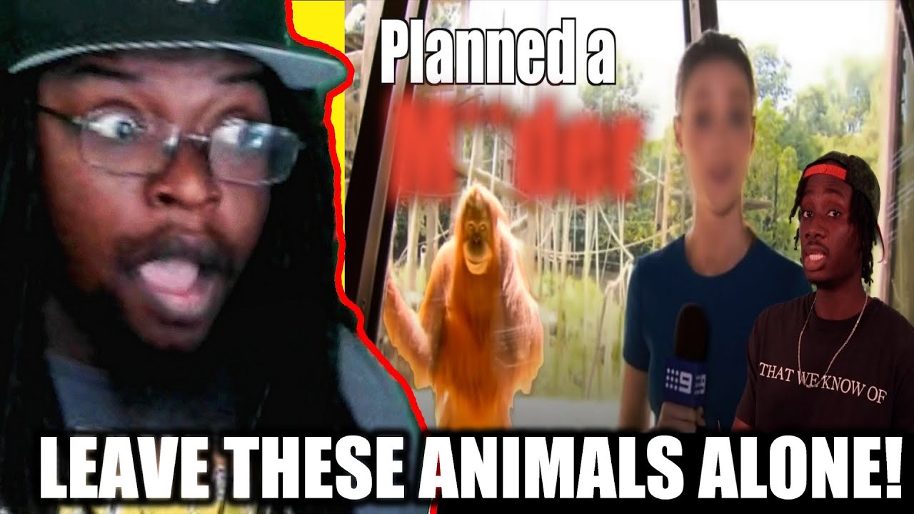 The Potentially Terrifying Intelligence of the Orangutan [Casual Geographic] DB Reaction