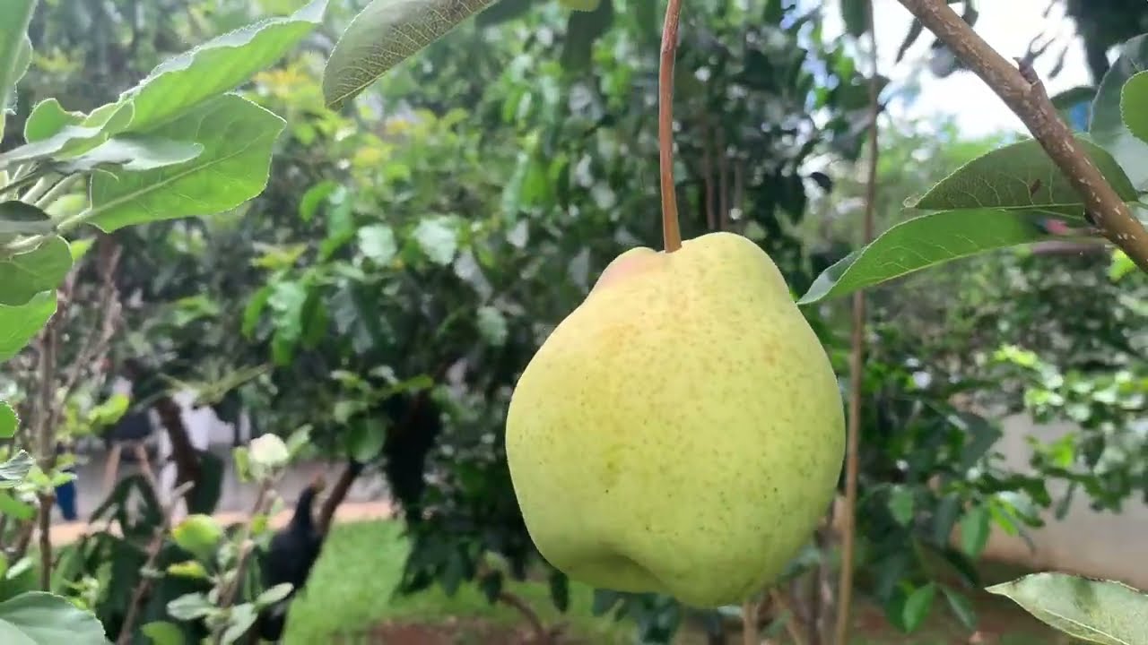 Tour pelo meu pomar atualizado ( frutíferas produzindo)