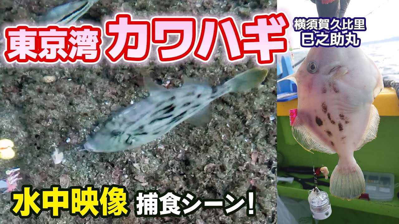 【カワハギ・冬の東京湾】水中映像＆捕食シーン★鴨居沖・久里浜沖【横須賀久比里 巳之助丸】《4K動画》2024.11.24