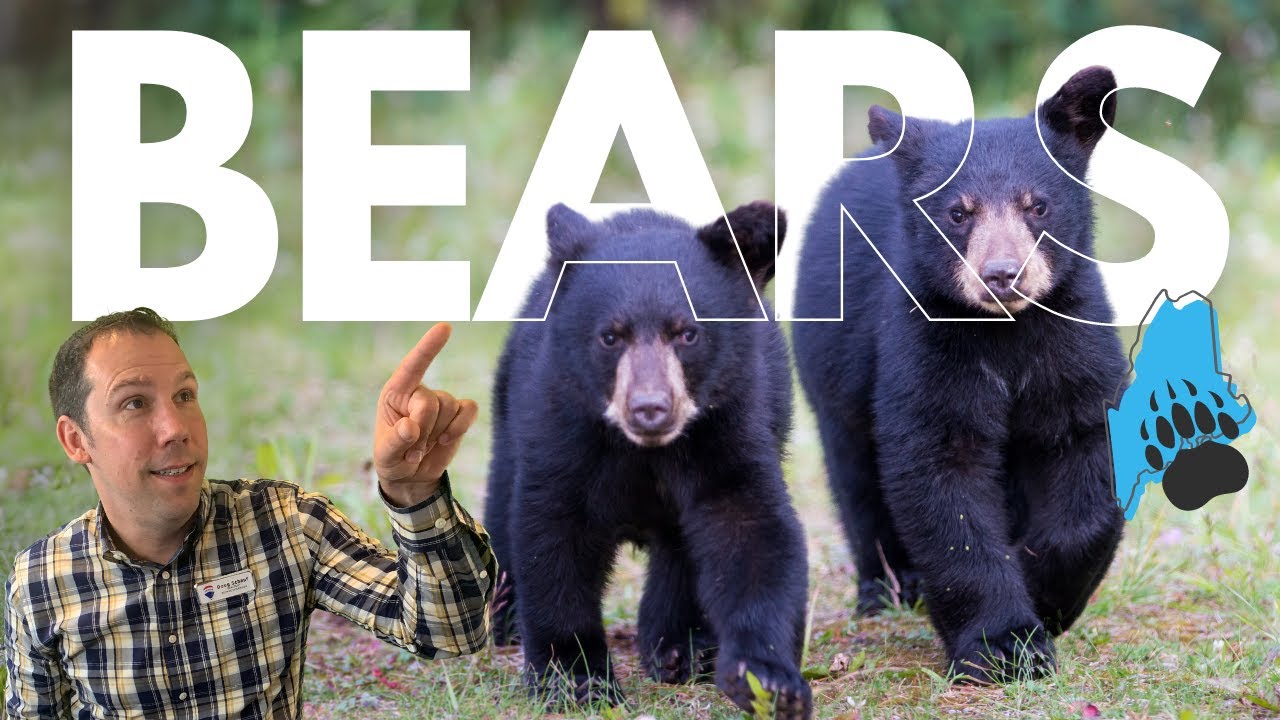 Are there a lot of bears in Maine | Maine wildlife explained