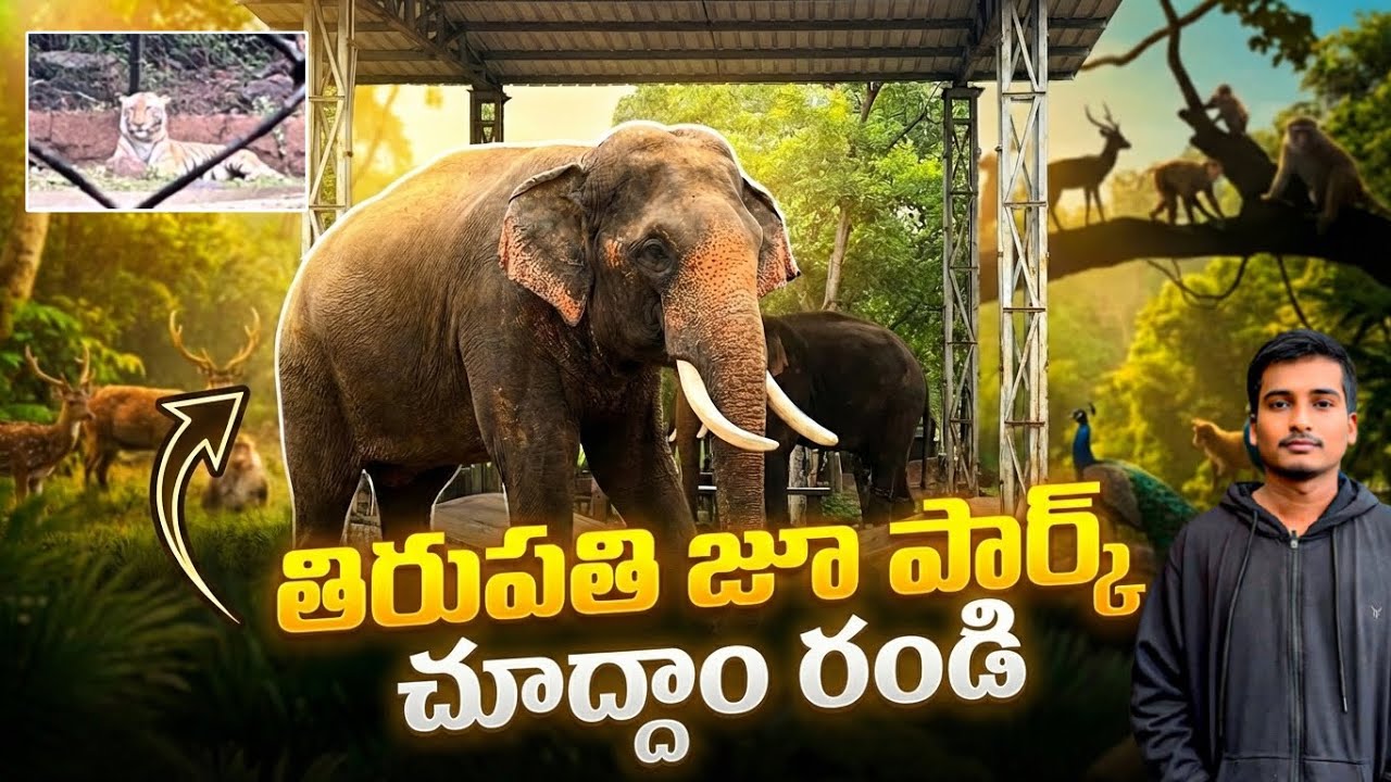 tirupati zoo park telugu | SV Zoo Park Tirupati | Sri venkateshwara Zoological Park | white tiger