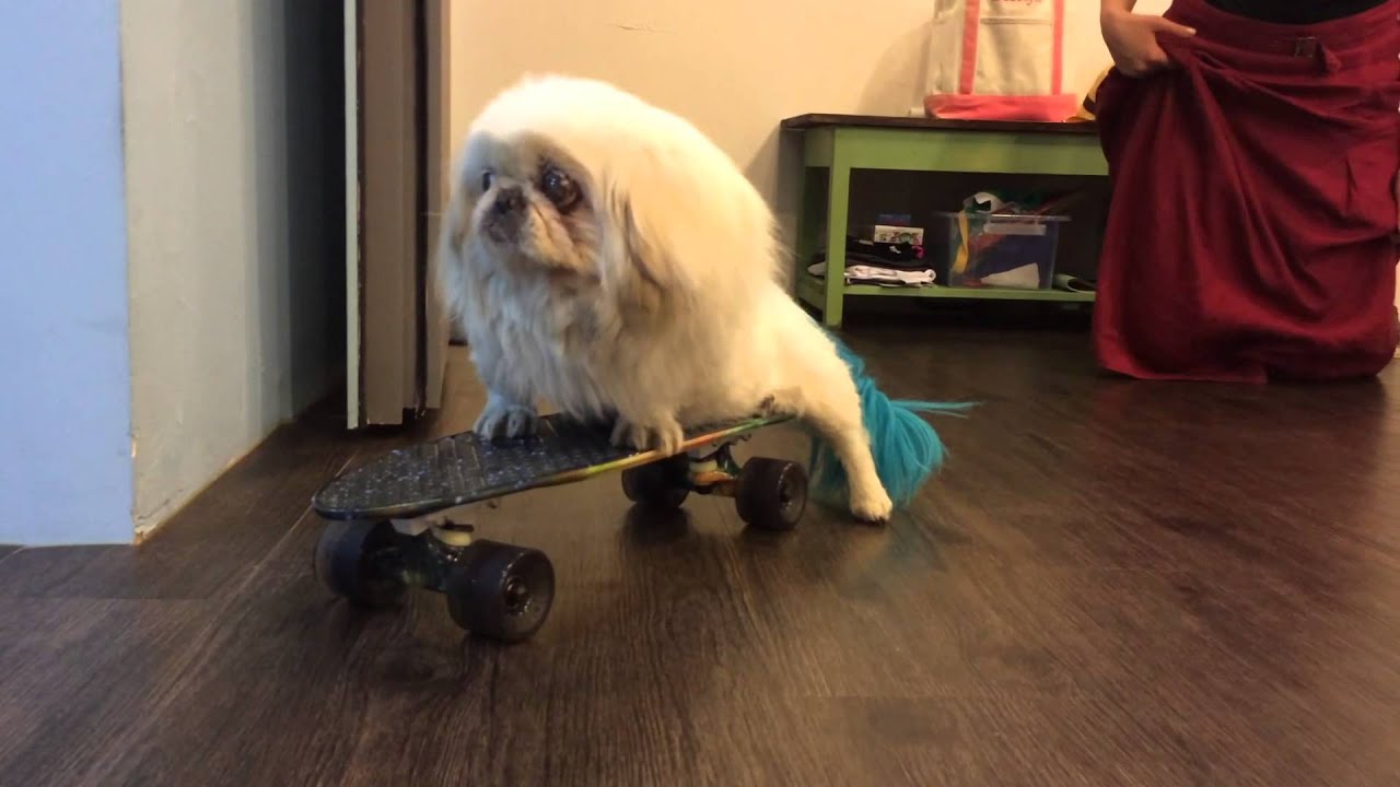 Spudgy Rides a Skateboard