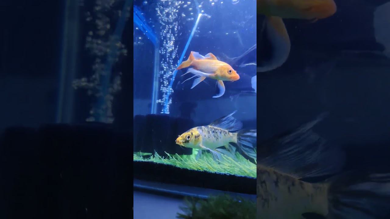 Finally Gold Fish Ne Aande De Diye 😱🐟 | Viral Aquarium Shorts