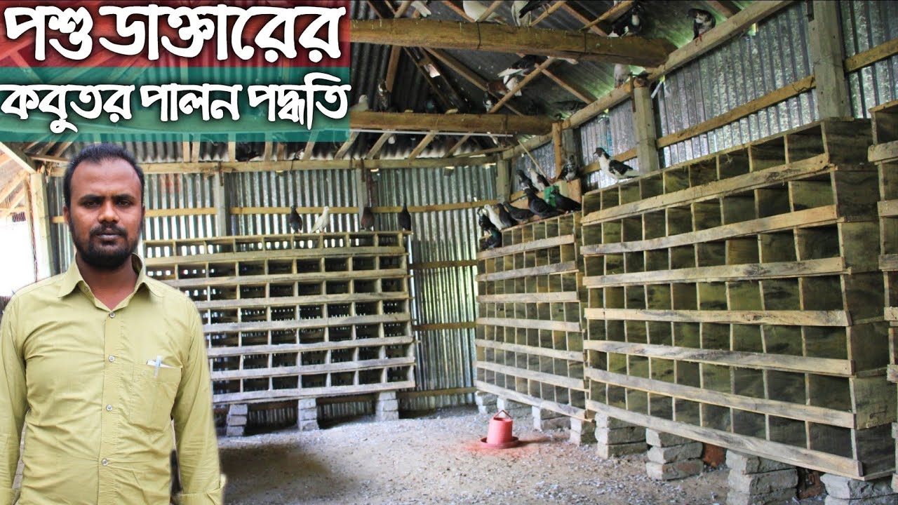 #10 পশু ডাক্তার আবদ্ধ অবস্থায় দেশি কবুতর পালন করে সফল হচ্ছেন | দেশি কবুতর পালন পদ্ধতি