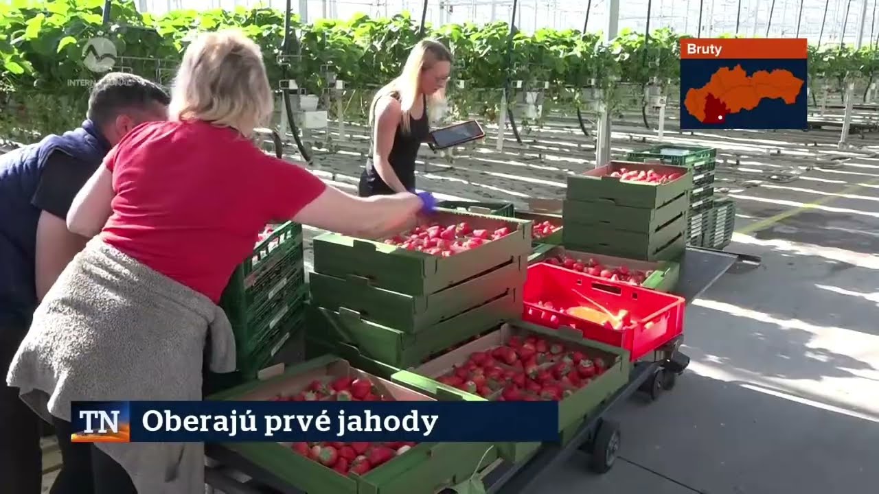 JAHODOVÁ SEZÓNA OFICIÁLNE ZAČALA