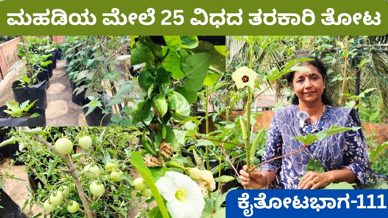 ವೃತ್ತಿಯಲ್ಲಿ ಆಕಾಶವಾಣಿ ಸಾಂದರ್ಭಿಕ ಉದ್ಗೋಷಕಿ‼️ಪ್ರವೃತ್ತಿ ತರಕಾರಿ ತಾರಸಿ ಕೈತೋಟ @ತ್ರಿವೇಣಿ ಭಟ್📍ಕೊಟ್ಟಾರ ಮಂಗಳೂರು