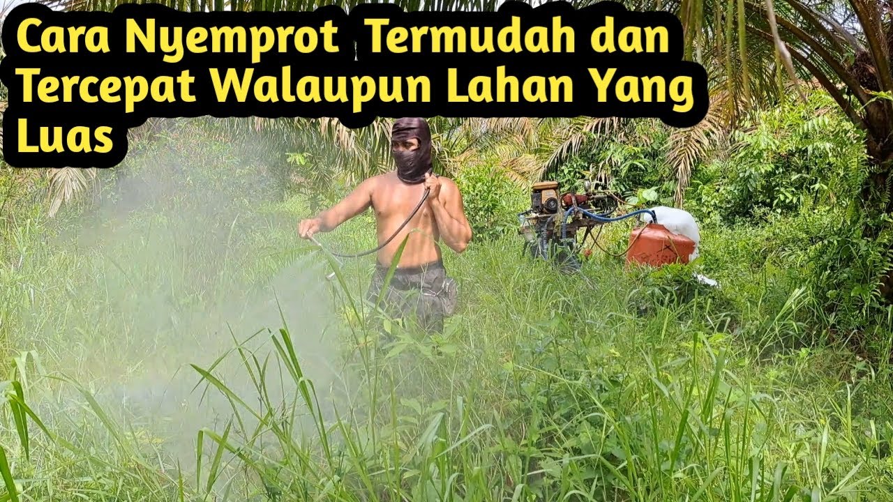 Cara  Nyemprot Lahan Sawit termudah dan tercepat yang tidak capek