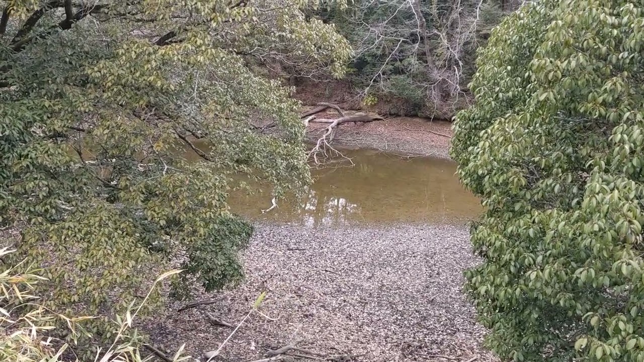 【田舎の風景】水不足、雨ふりが無くて底が見える池。2026・２・27（金）投稿NO,366。