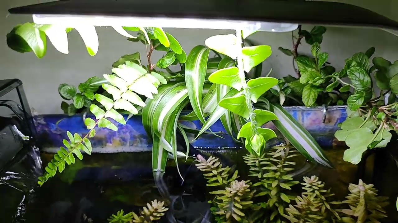 ACQUARIO 10 LITRI