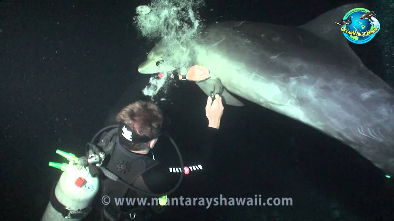Dolphin Rescue in Kona, Hawaii