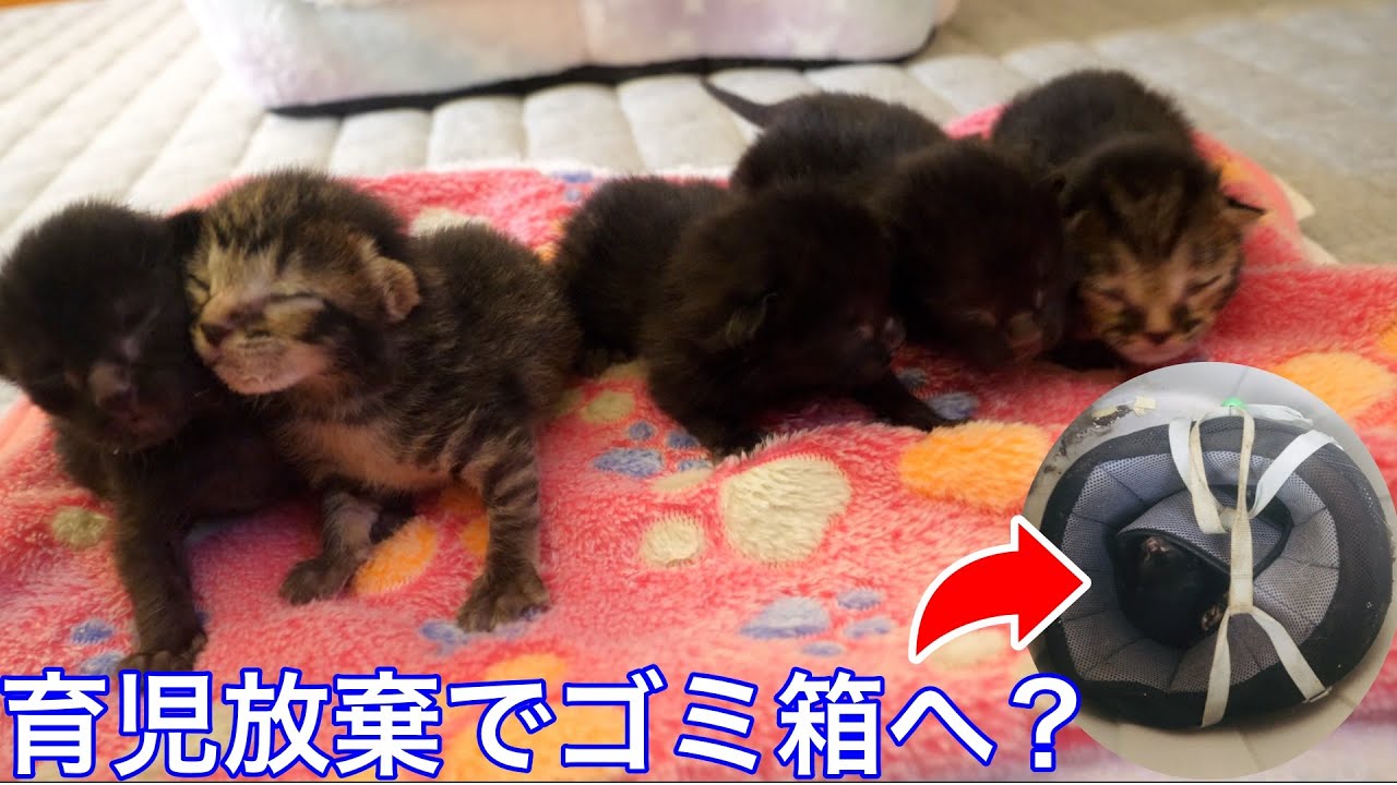 【保護猫】５匹の育児放棄された赤ちゃん猫を保護しました