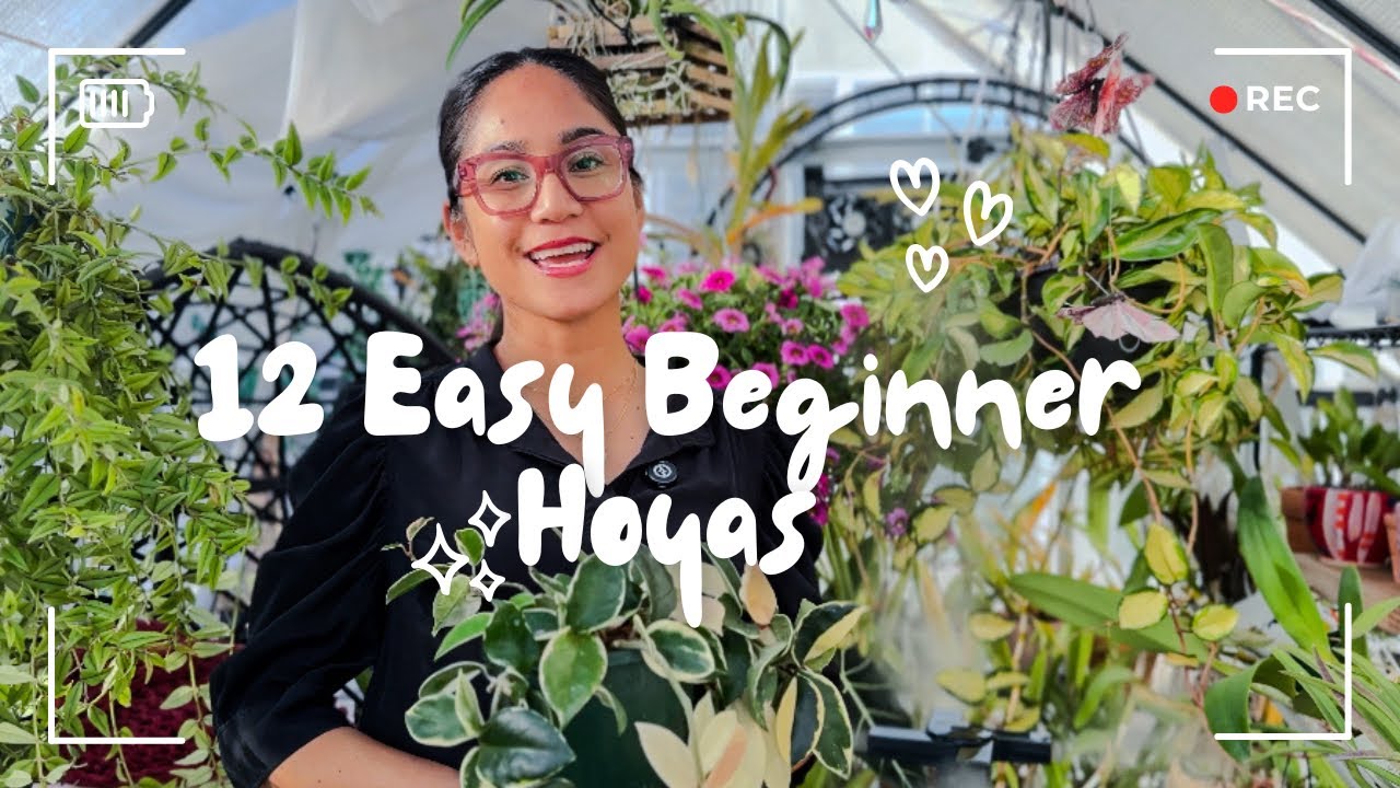 Best Easy to Find Hoya Plants for Beginners