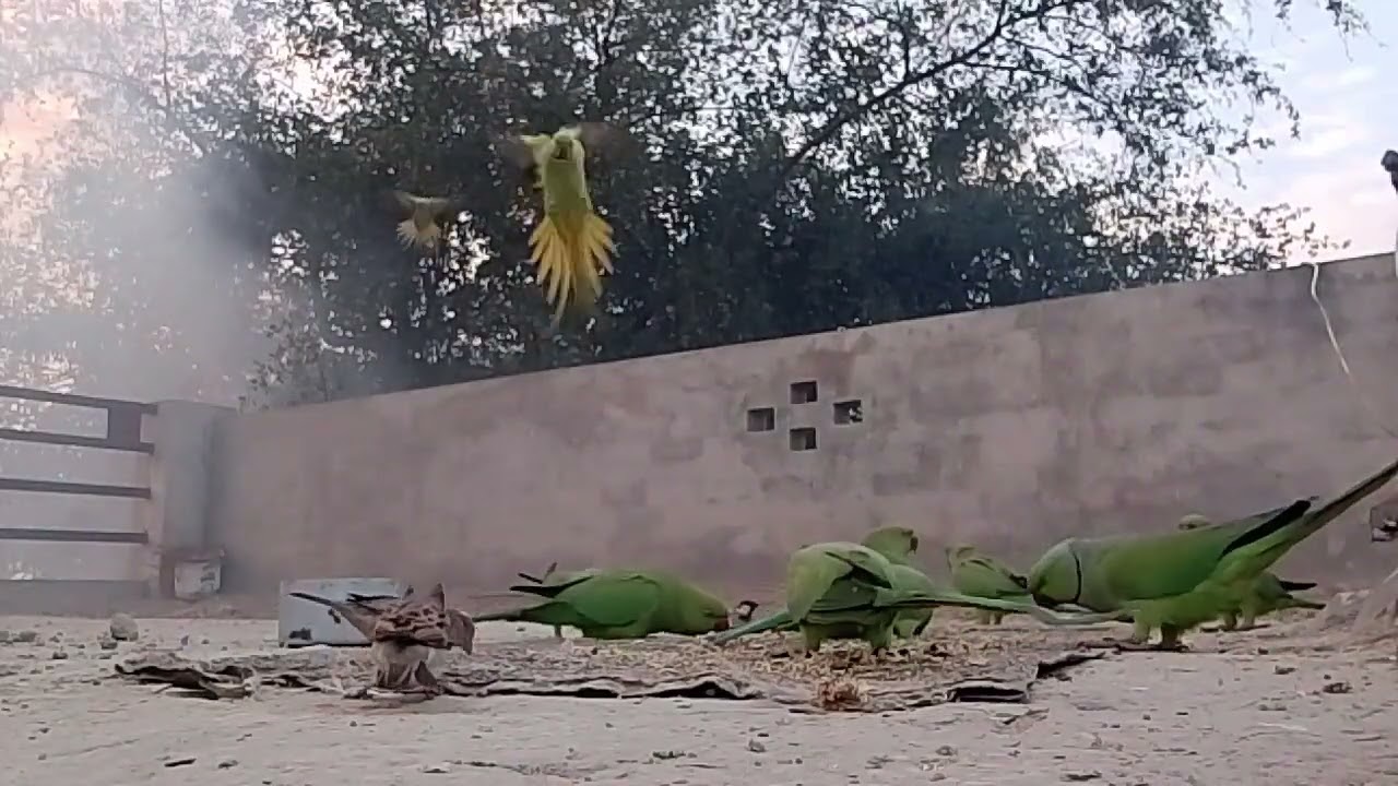 सुबह सुबह जानवर अपना खाना खाते हुए 🦜🦜👍👍🐦🐤🐦‍⬛