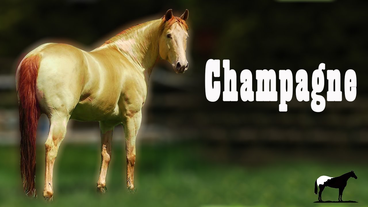 Caballos Champagne 