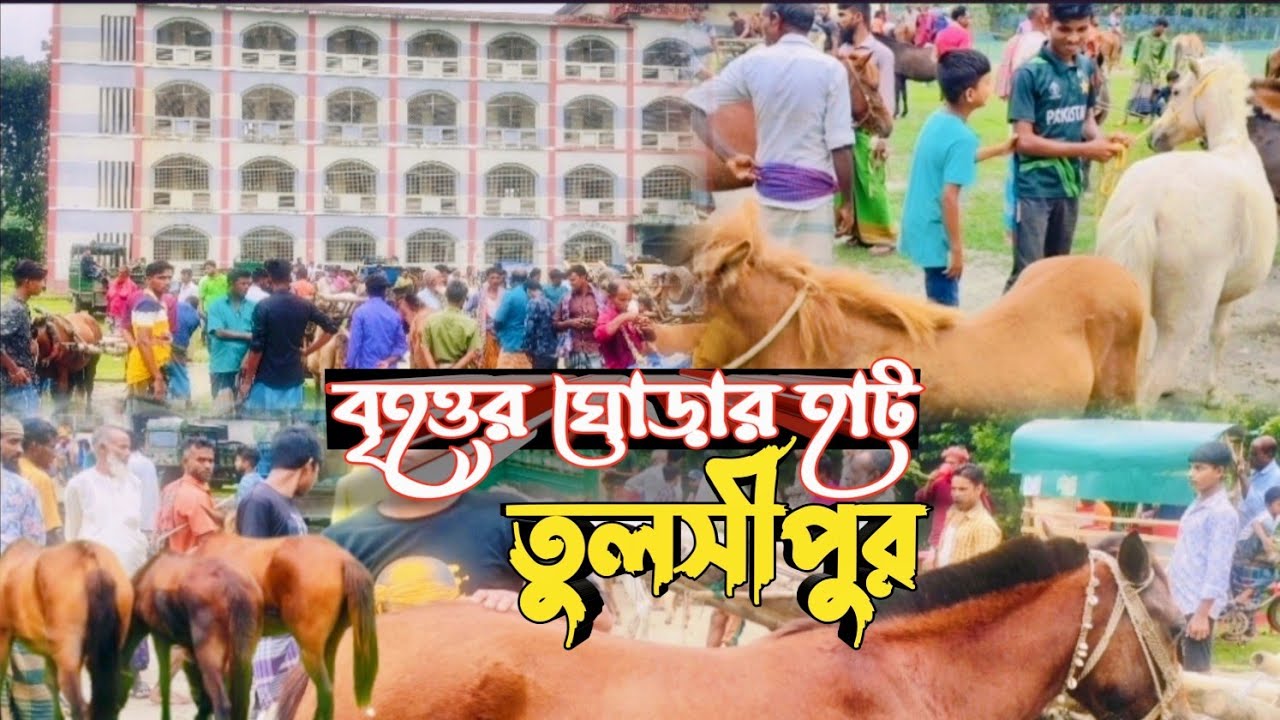 The largest horse market in Bangladesh.Tulsipur Jamalpur.Keep watching the joyful horse market.