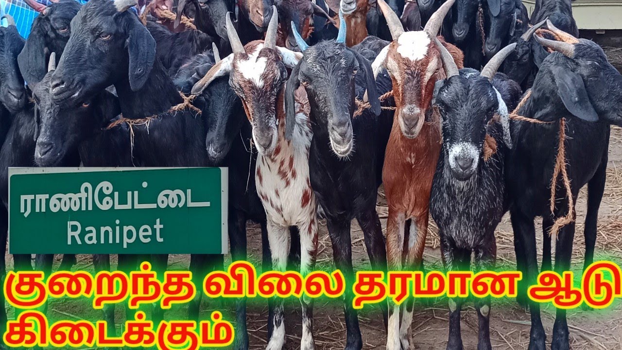 சந்தையில் ஆடு எப்படி பார்த்து வாங்கணும்|Ranipet Attu santhai