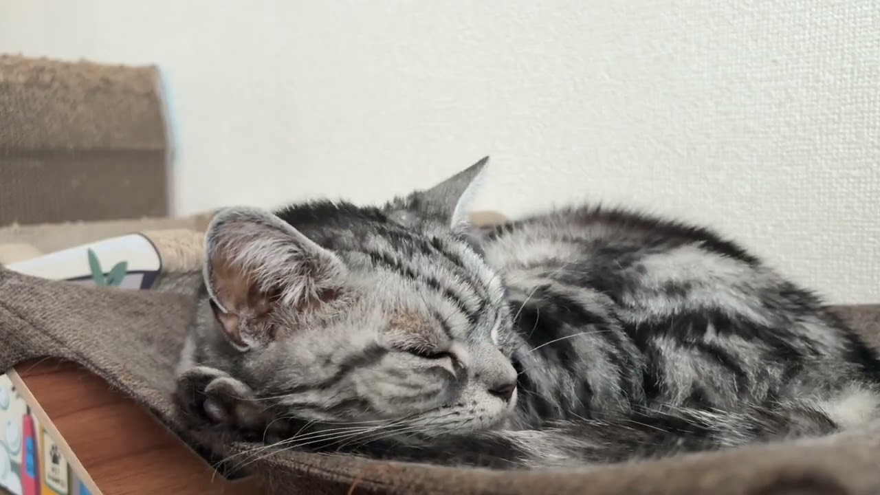 昼寝し終わってノソノソ歩き始める猫のクレアさん