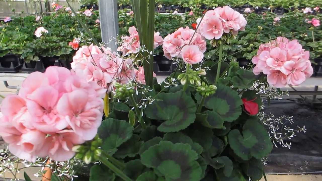 Geranium Plants