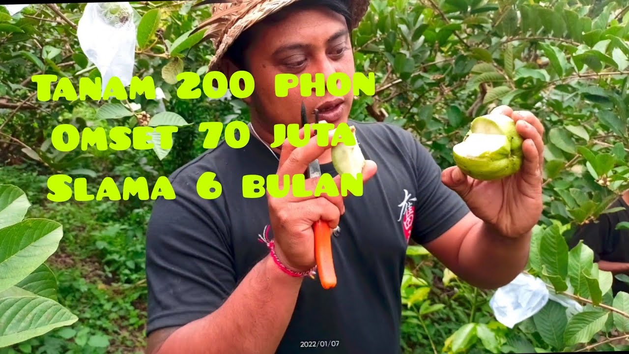 REVIEW KEBUN JAMKRIS OMSET SAMPAI RATUSAN JT PERTAHUNYA..