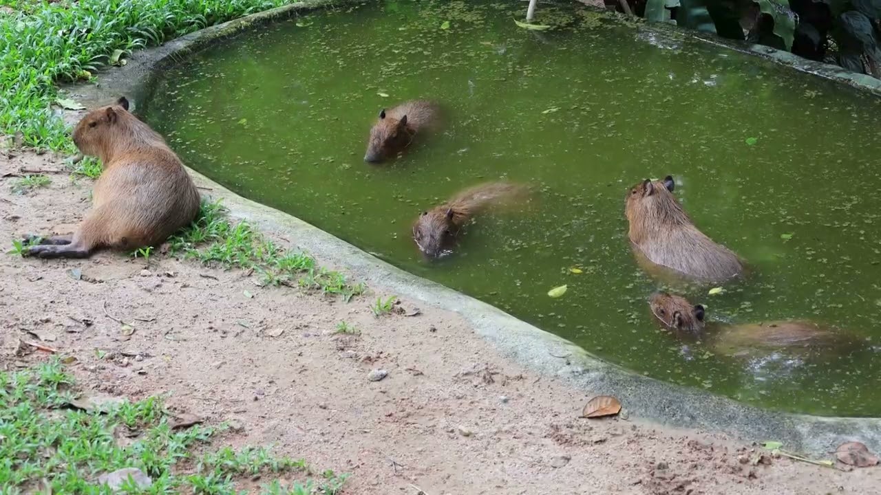 El capibara