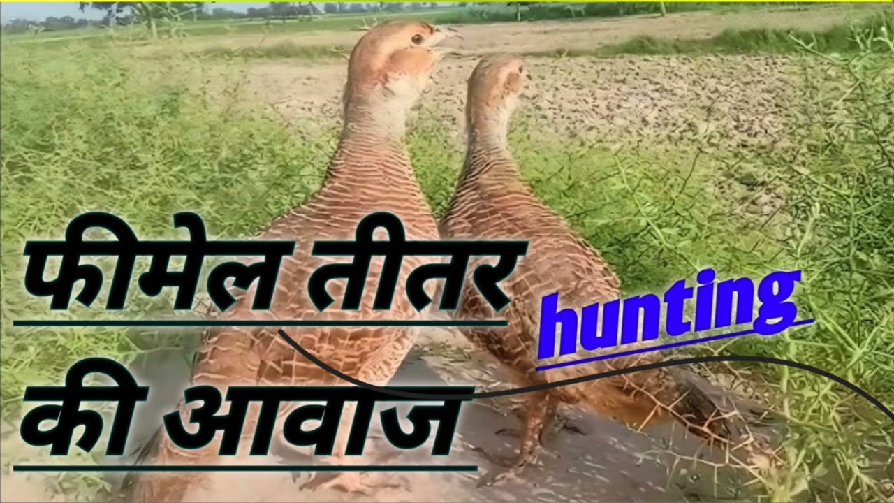 फीमेल तीतर की आवाज #teeter #birdslover #hunting