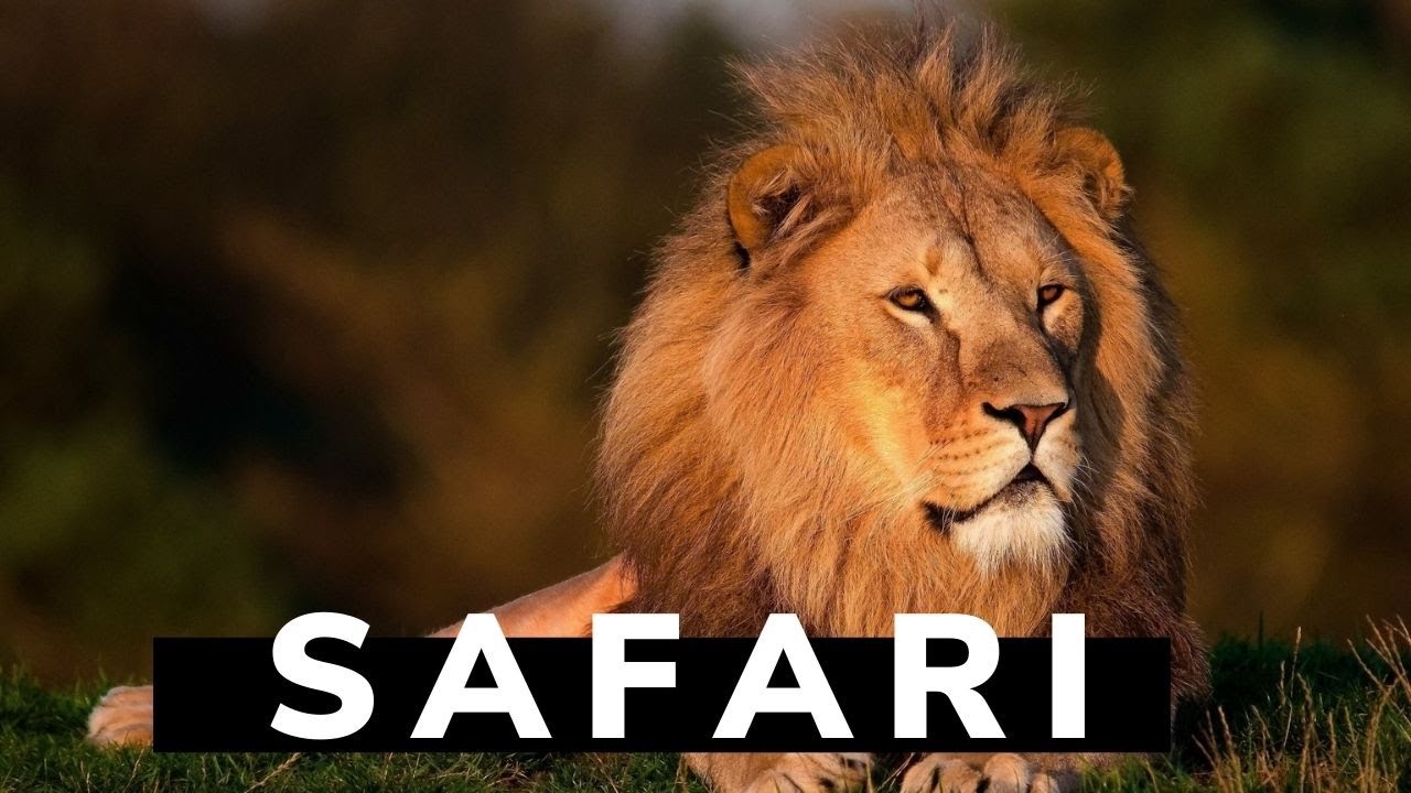 Best Animal Safari in USA ( Part 1 )